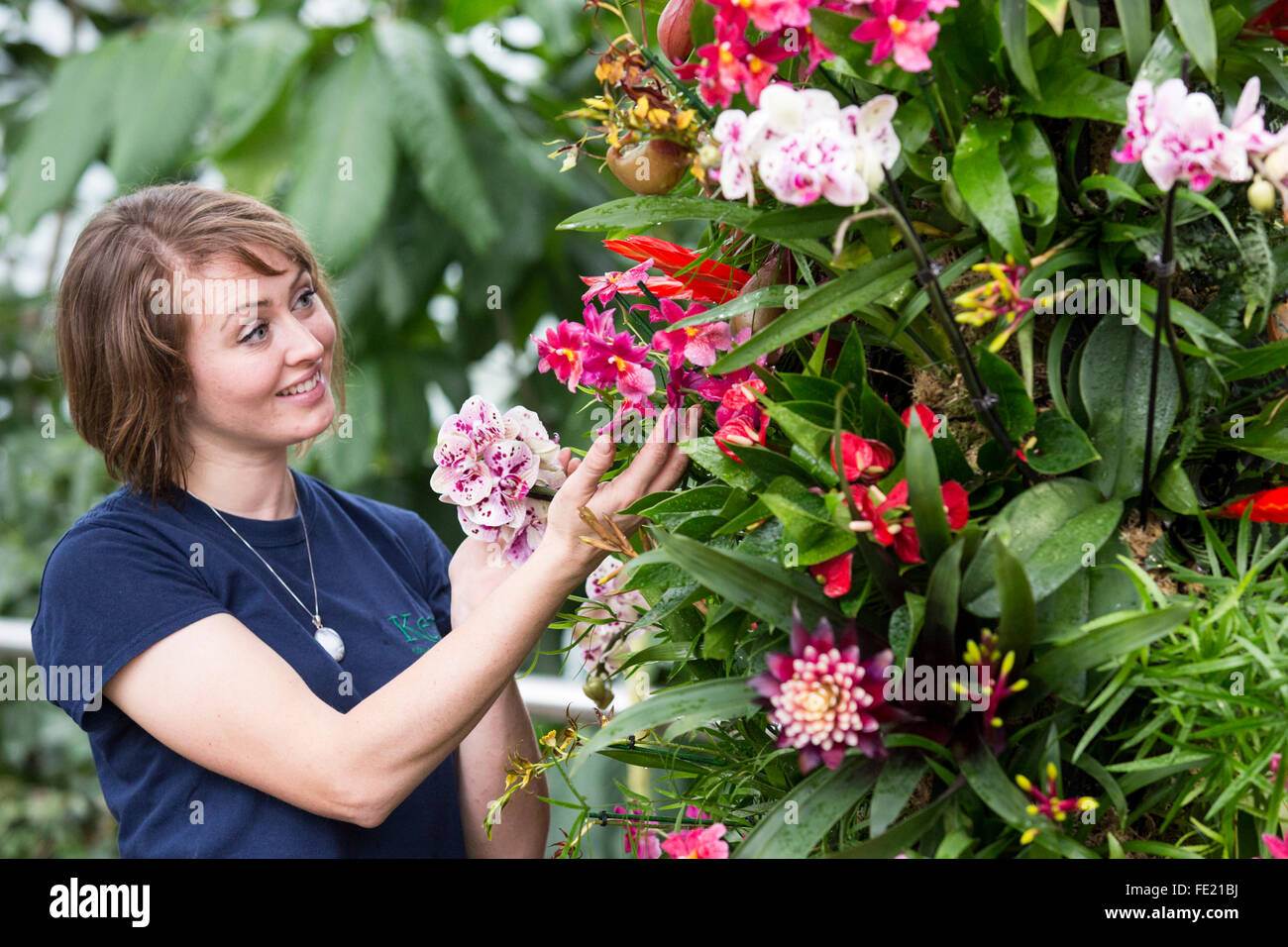 London, UK. 4 February 2016. Horticulturist Hannah Button poses with plants at the annual Orchid Festival in the Princess of Wales Conservatory at Kew Gardens. In 2016 Kew celebrates with a spectacular carnival of dazzling Brazilian colours and showcases thousands of Orchids, Bromeliads and other tropical plants. Open from 6 February to 6 March 2016. Credit:  Vibrant Pictures/Alamy Live News Stock Photo