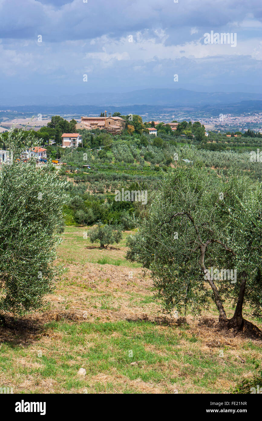 Panorama of Olive grove near Siena in Tuscany, Italy Stock Photo Alamy