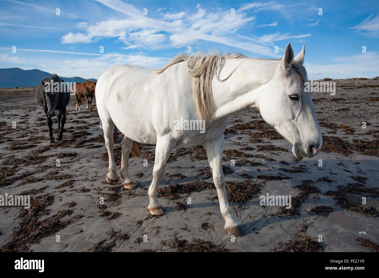 Horses on the beach, The Magherees, Dingle Peninsula, County Kerry, Ireland. Stock Photo