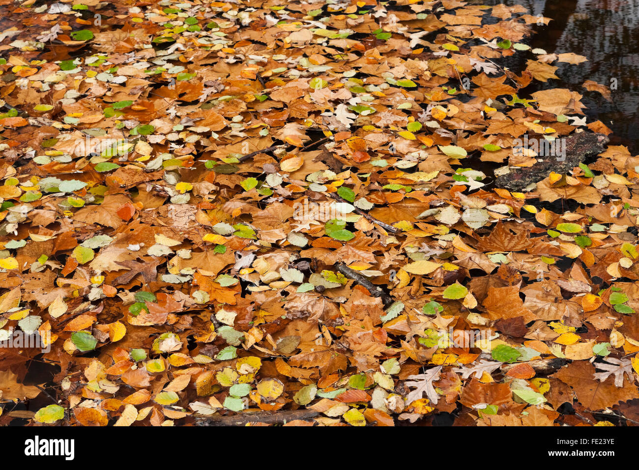 Colorful background of autumn leaves Stock Photo - Alamy