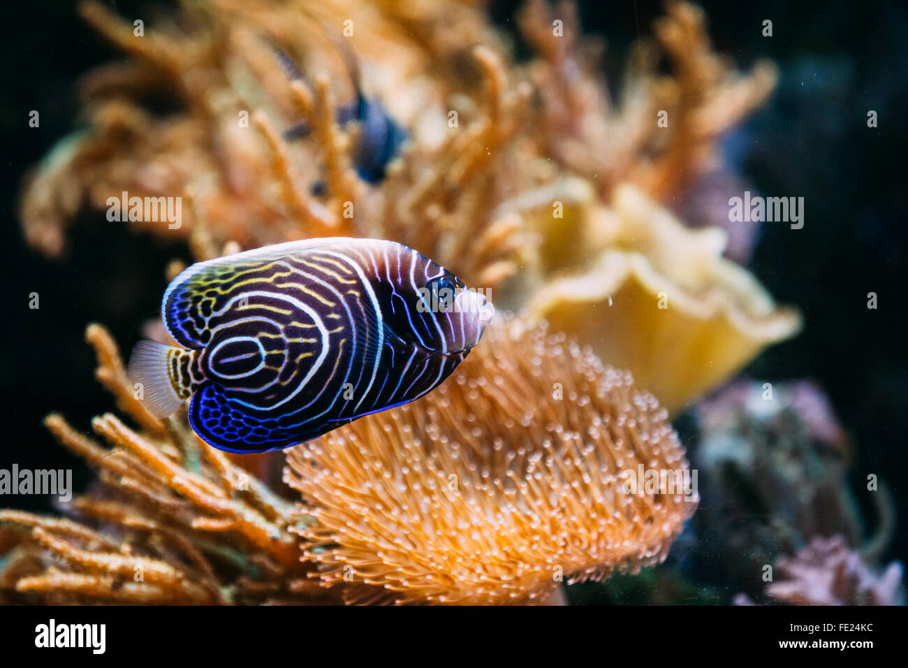 Close view of Pomacanthus navarchus blue angel sea fish in aquarium. Beige corals background Stock Photo