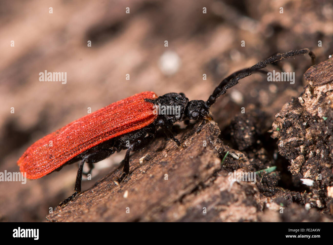 Red and black beetles hires stock photography and images Alamy