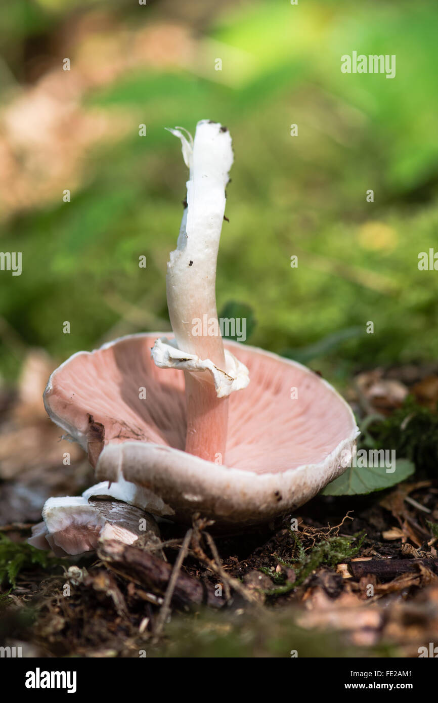 Wood mushroom (Agaricus silvicola). An edible mushroom upside-down showing pinks gills in a British woodland Stock Photo