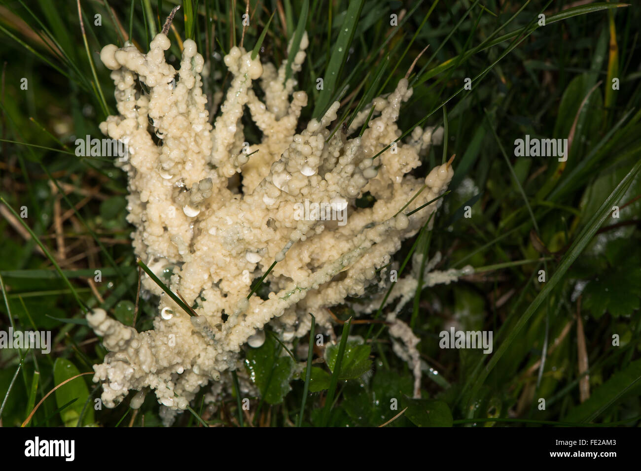 Dog sick slime mould (Mucilago crustacea). A slime mould growing on grass, in the family Didymiaceae Stock Photo