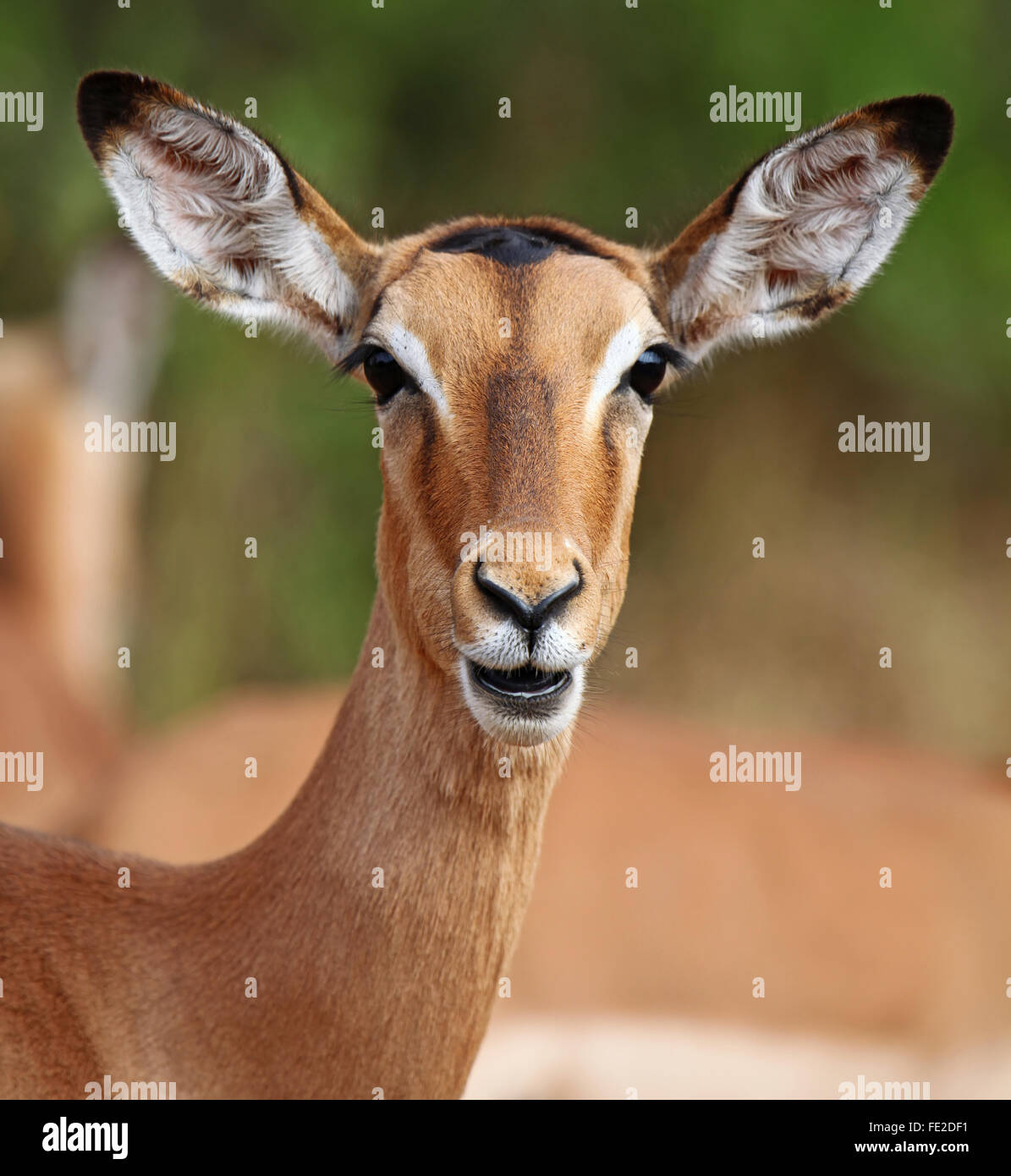 Impala in South Africa, Aepyceros melampus Stock Photo