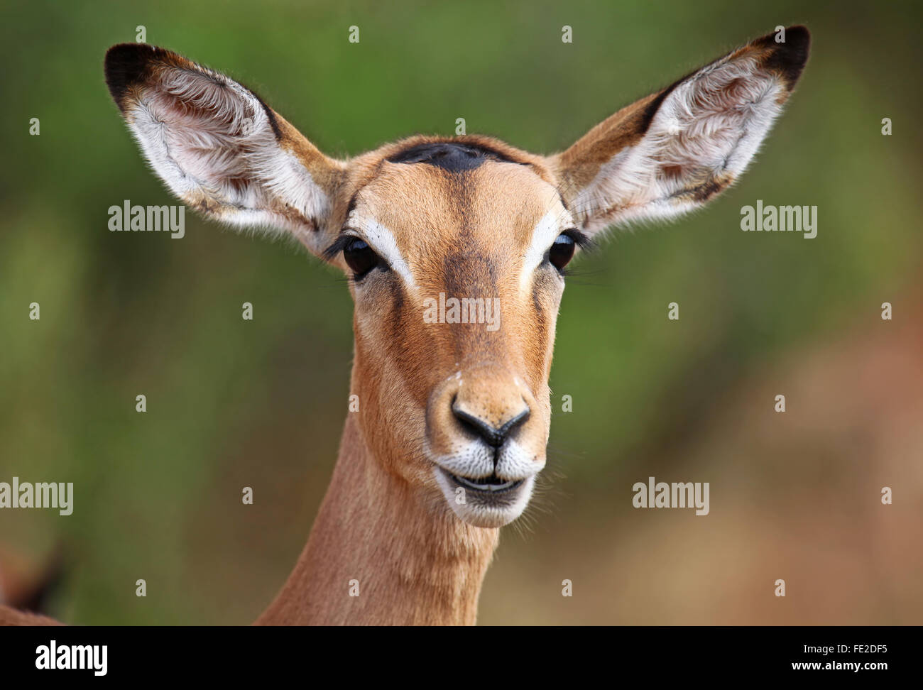 Impala in South Africa, Aepyceros melampus Stock Photo