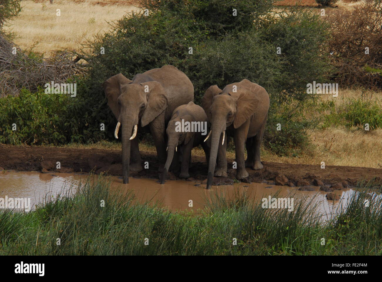 Elephants Drinking Water Stock Photo