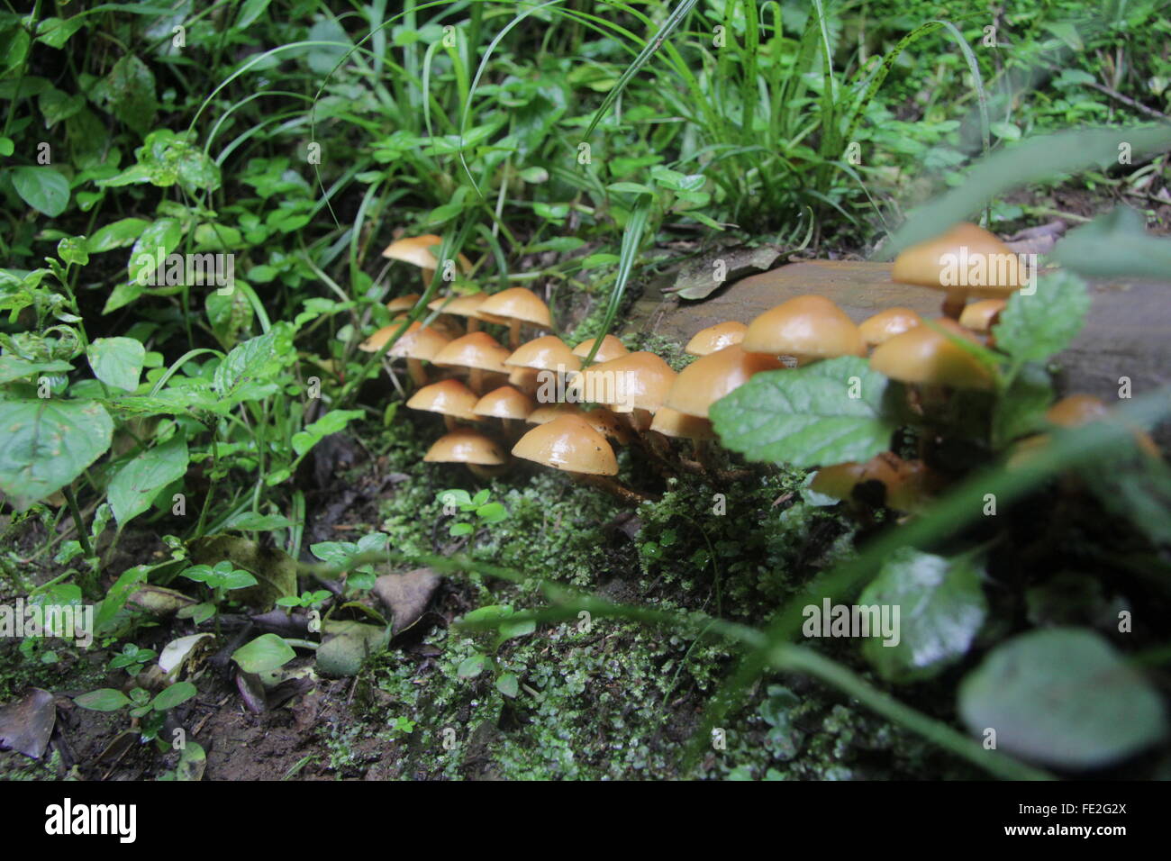 Mushrooms forest floor hires stock photography and images Alamy