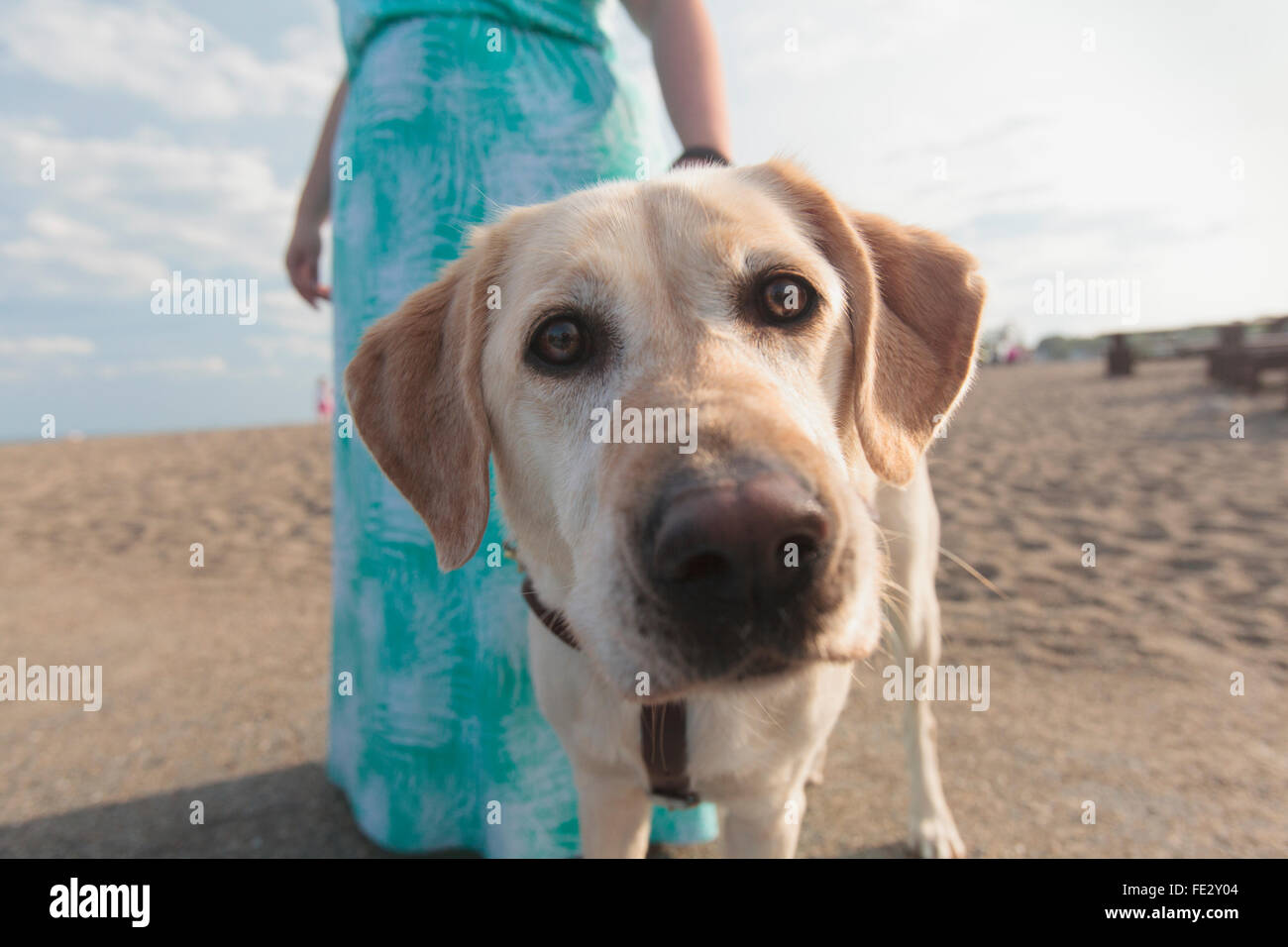 Young woman with visual impairment and her service dog walking along