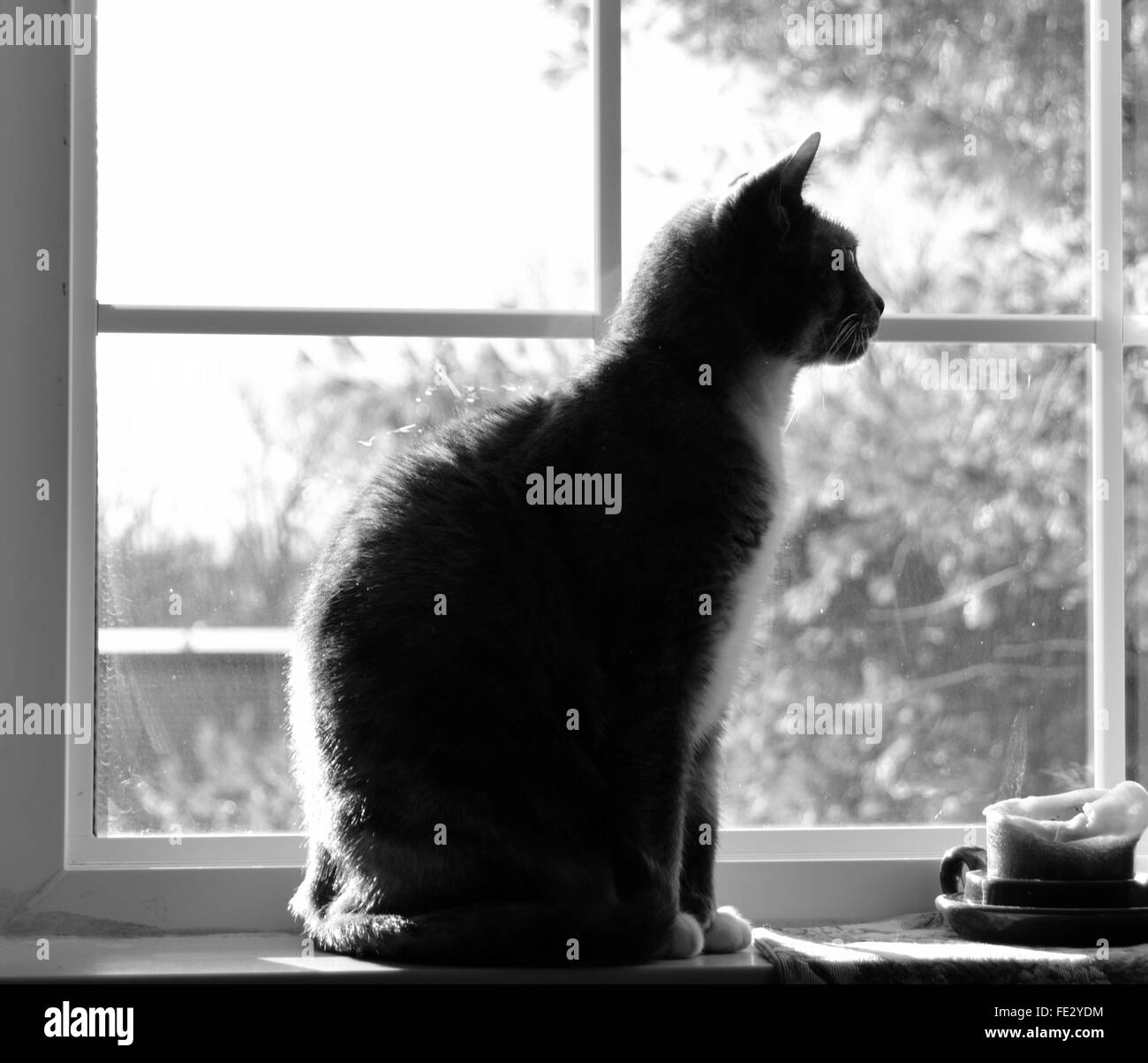Full Length Of Cat Sitting On Window Sill Stock Photo Alamy
