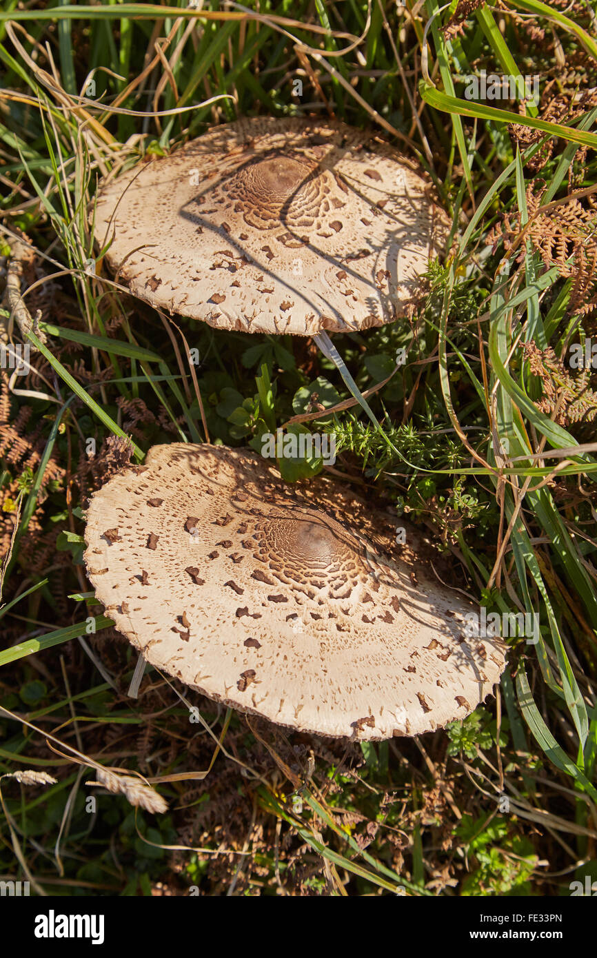 Parasol mushrooms found growing along the pembrokeshire coastal path in west Wales,uk Stock Photo