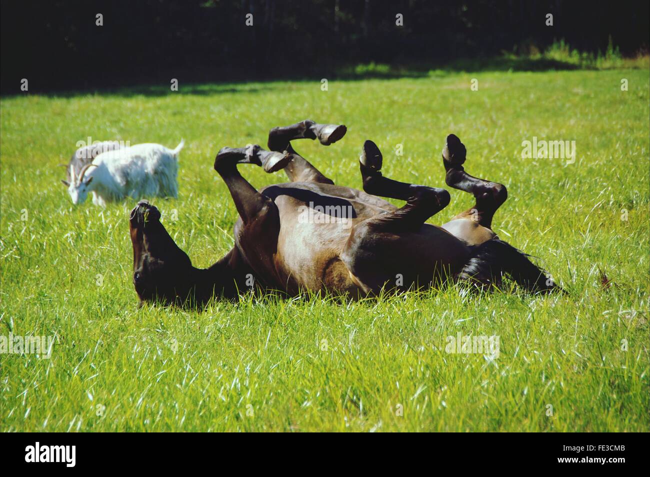 Upside Down Horse High Resolution Stock Photography and Images Alamy