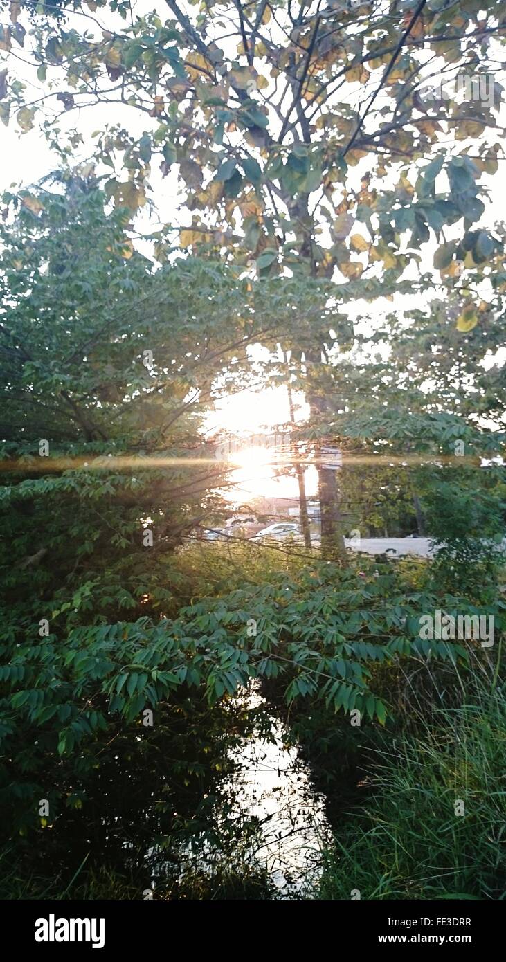 Back sunlight hi-res stock photography and images - Alamy