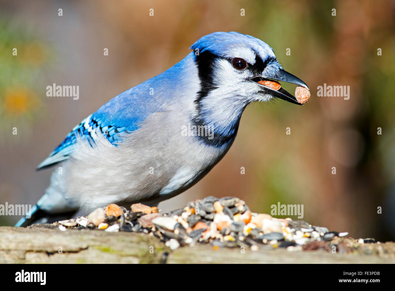 Blue Jay with nuts Stock Photo Alamy
