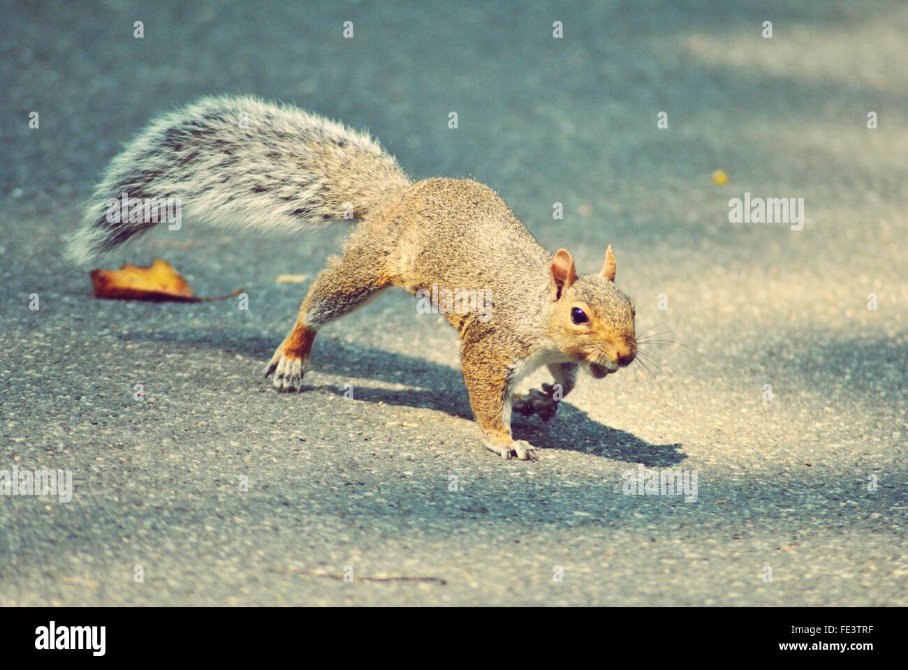 Squirrel Running High Resolution Stock Photography and Images Alamy