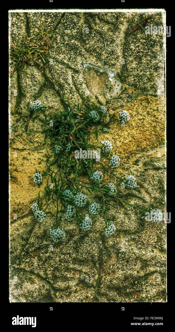 High Angle View Of Flowers Growing On Rocky Terrain Stock Photo