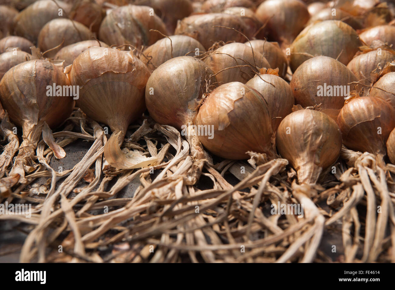 A crop of shallots drying Stock Photo Alamy