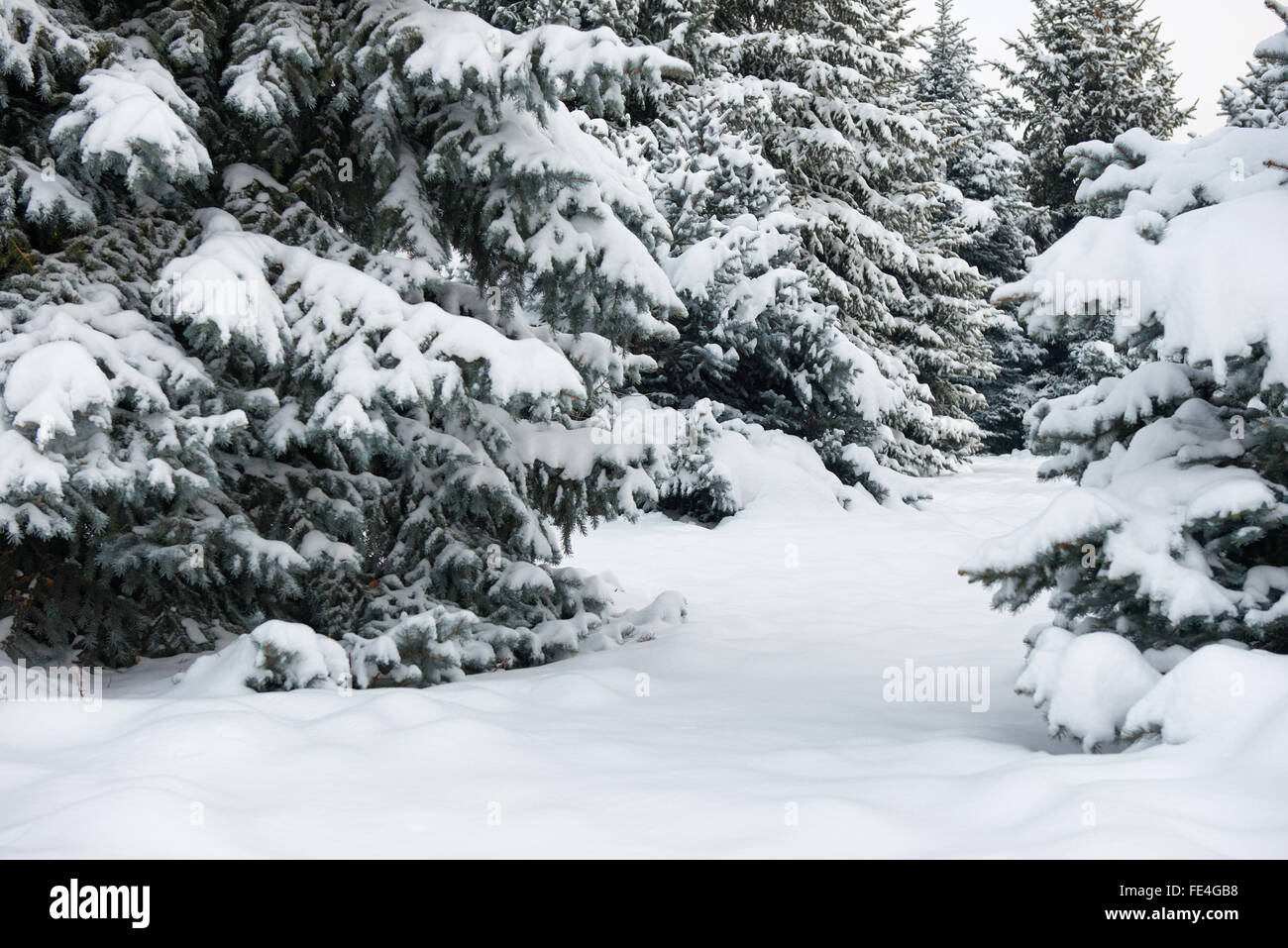 Fir trees in forest hi-res stock photography and images - Alamy