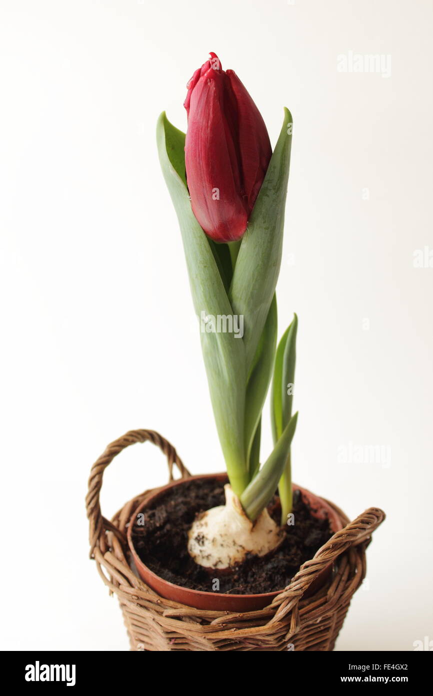 Tulip in a small basket Stock Photo