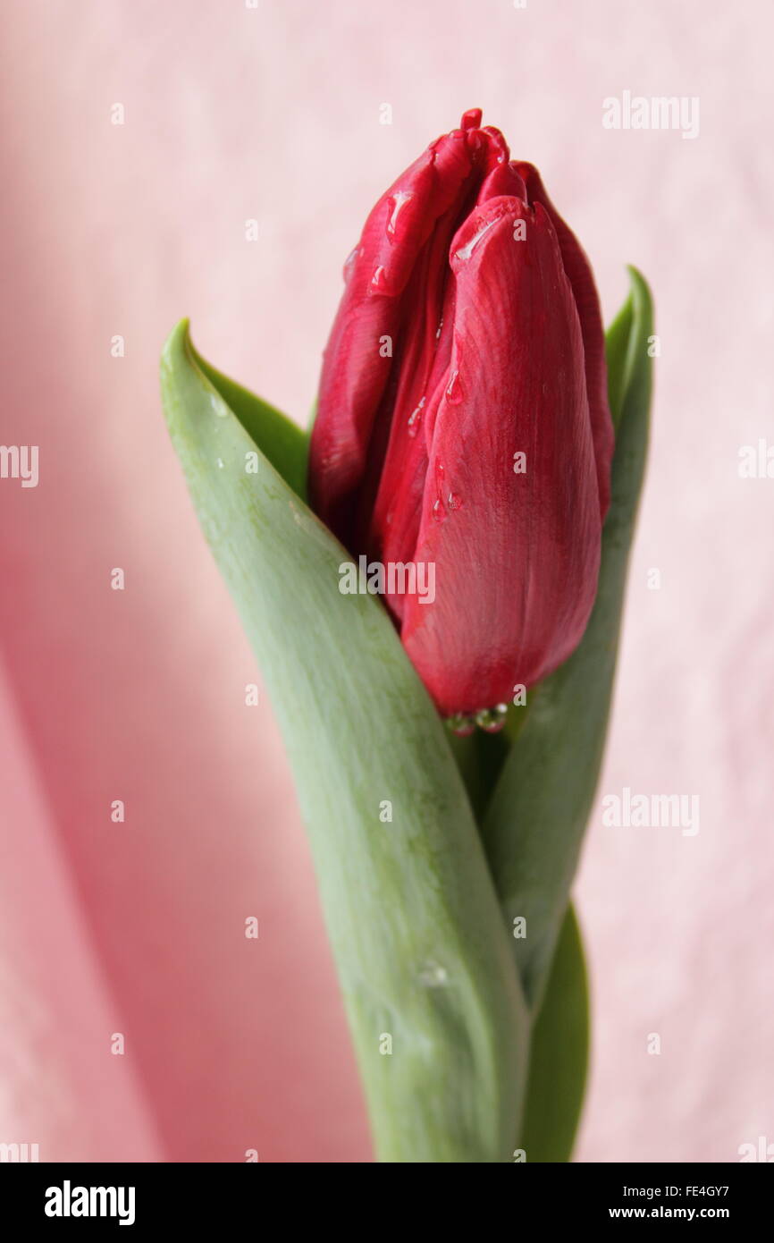 Fresh tulip Stock Photo