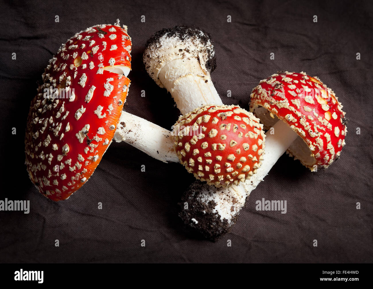 Fly agaric toadstool fungi Stock Photo