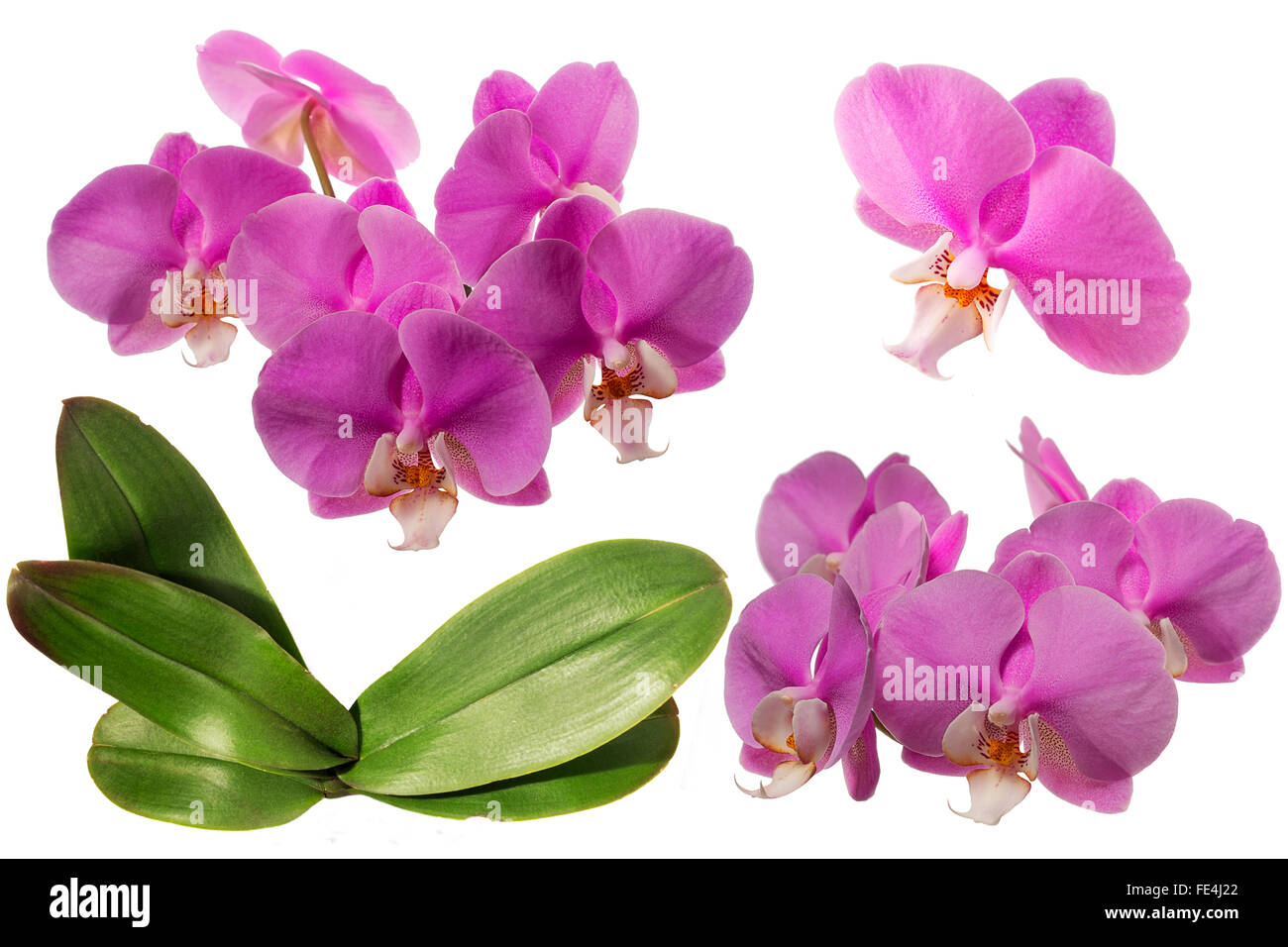 Blooming Orchid. Collage. Isolated. With leaves Stock Photo