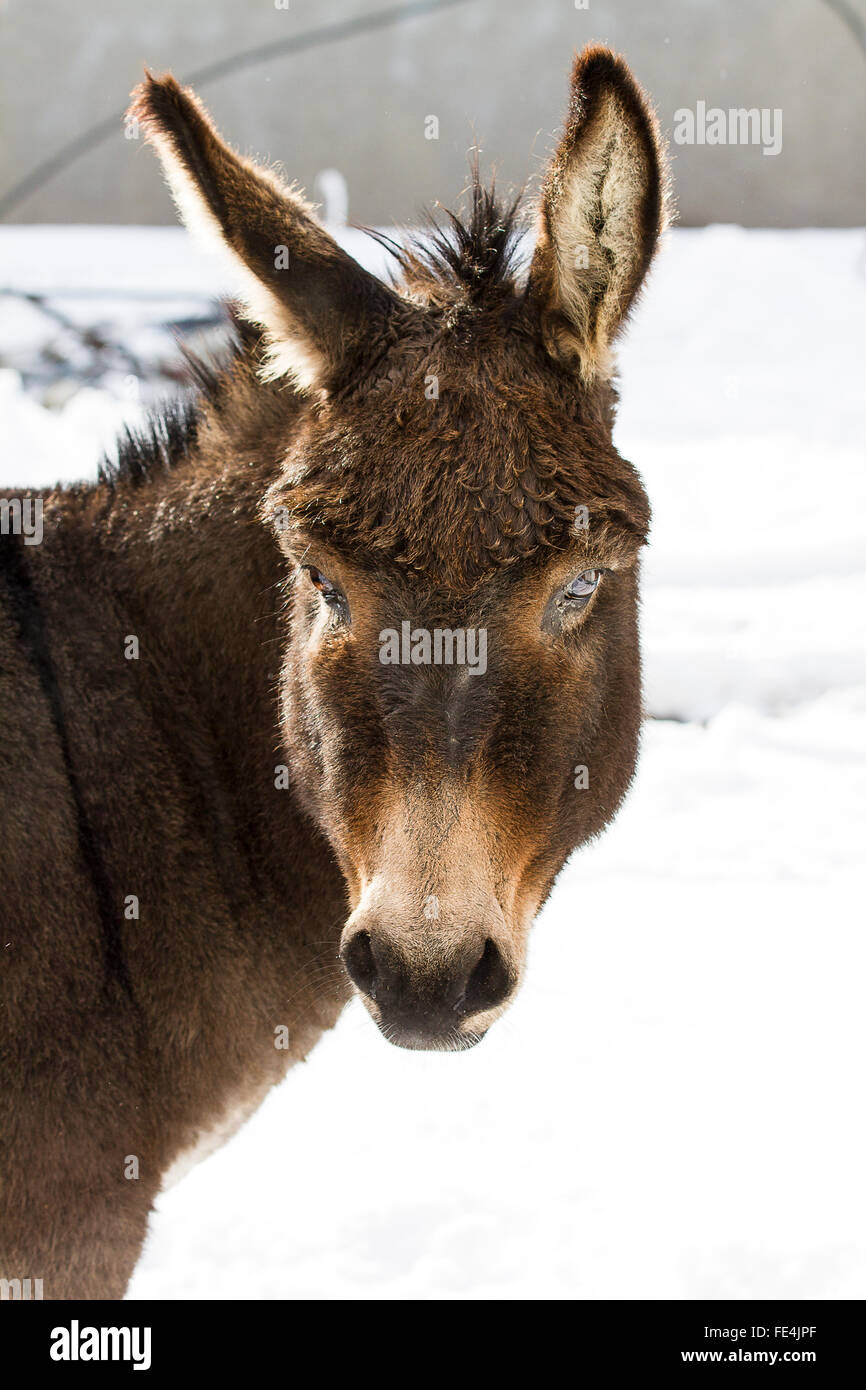 Donkey On Frozen Field Stock Photo Alamy