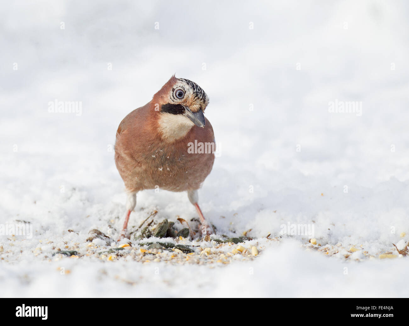 Jay in winter snow Stock Photo