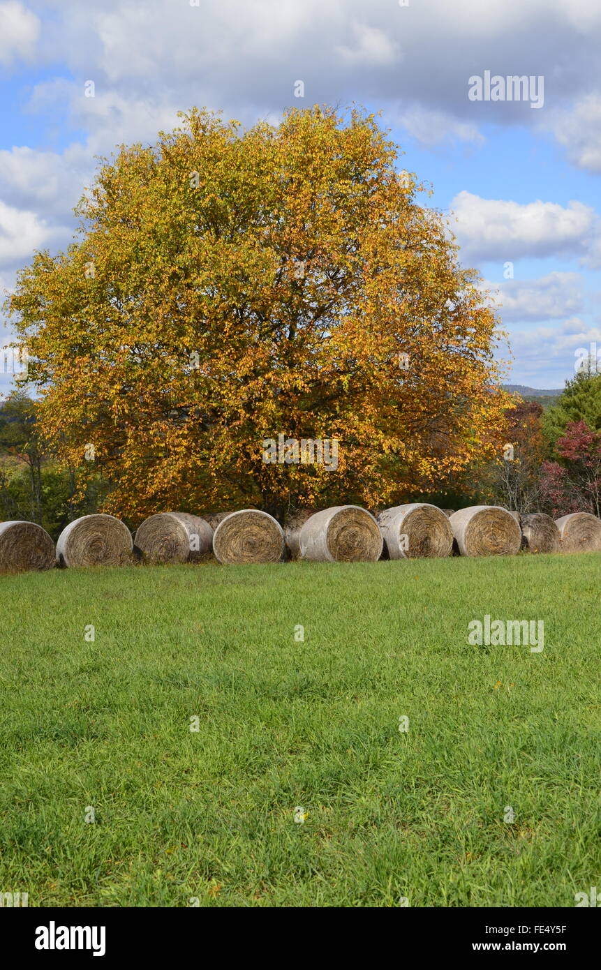 Hay bales in front of a yellow colored fall tree Stock Photo