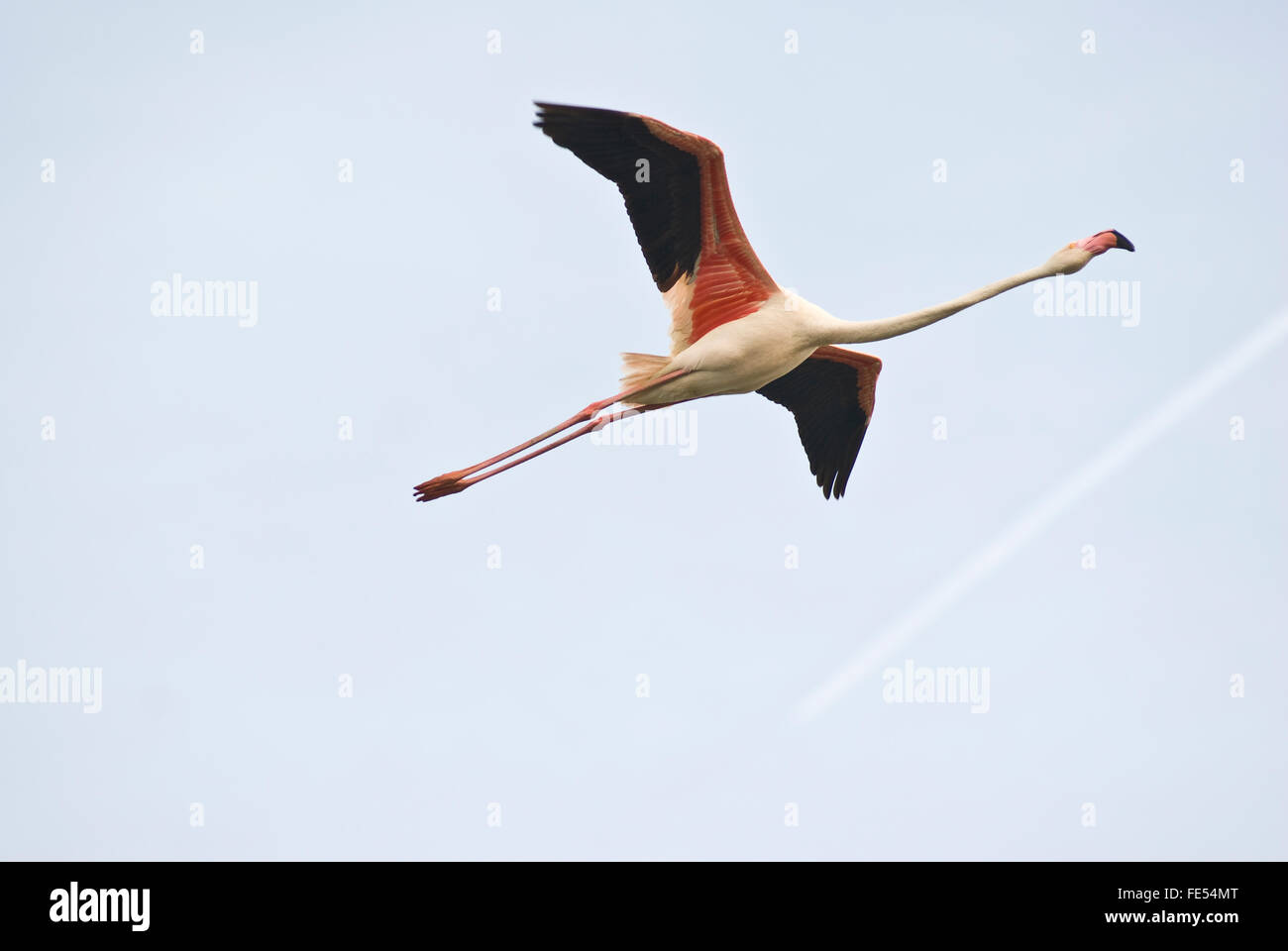 Europe, France, Provence, Camargue, Greater Flamingo, Phoenicopterus roseus. Stock Photo