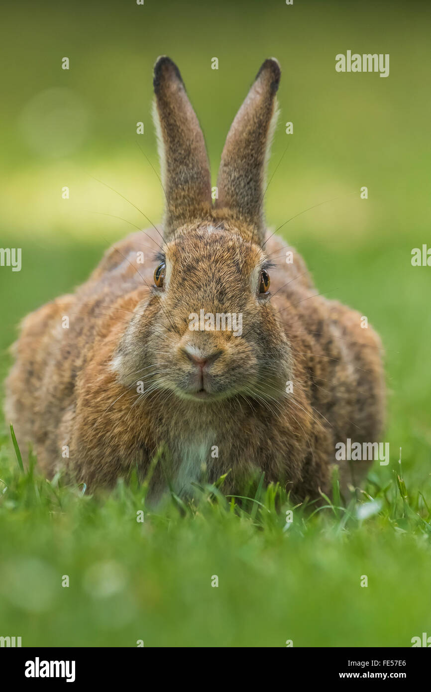 Seattle rabbit hi-res stock photography and images - Alamy