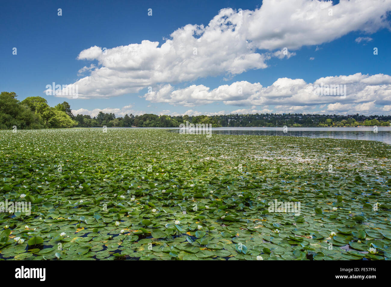 Lilypads in Green Lake Park, Seattle, Washington State, USA Stock Photo