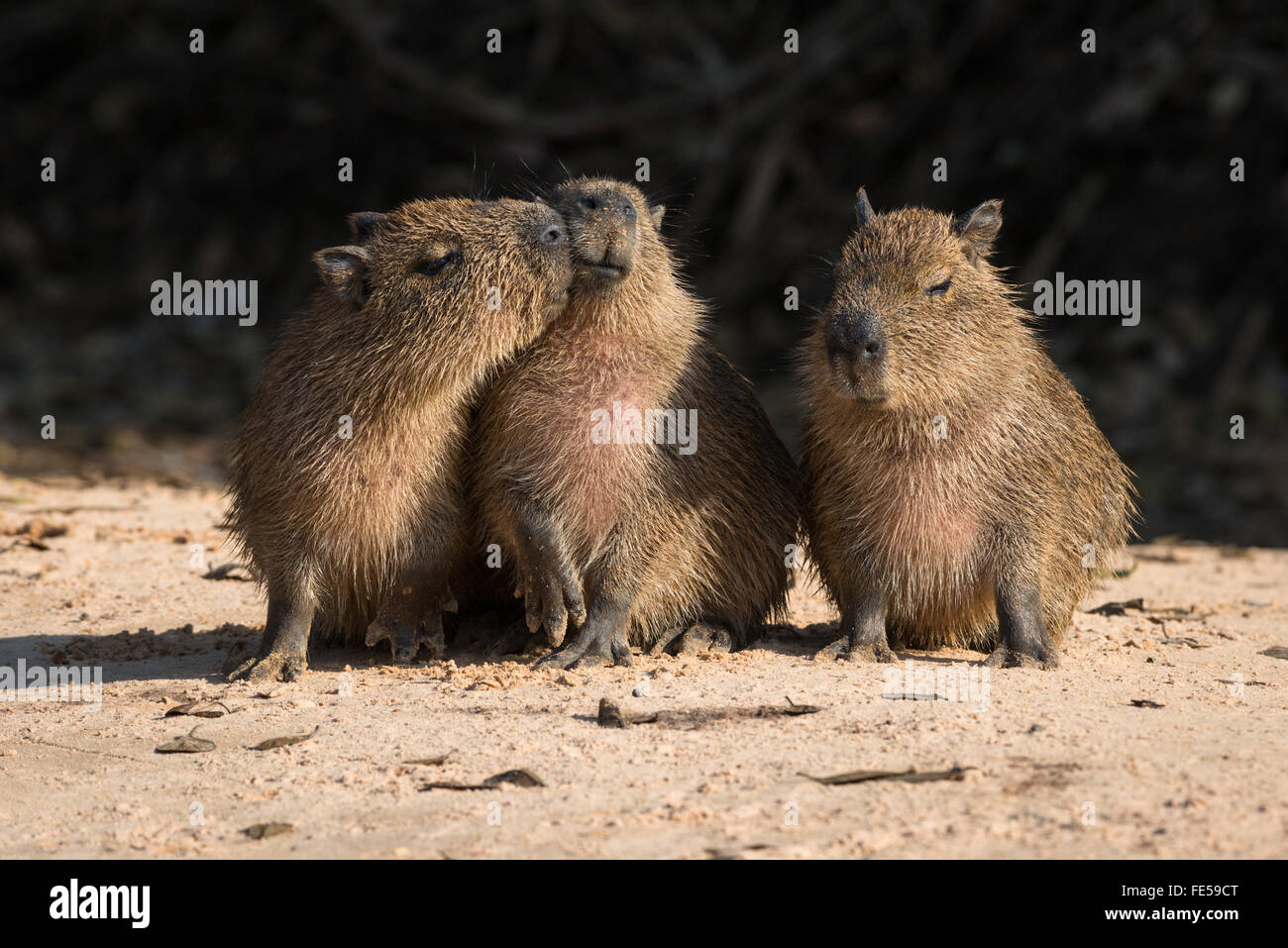 Baby capybaras Stock Photo