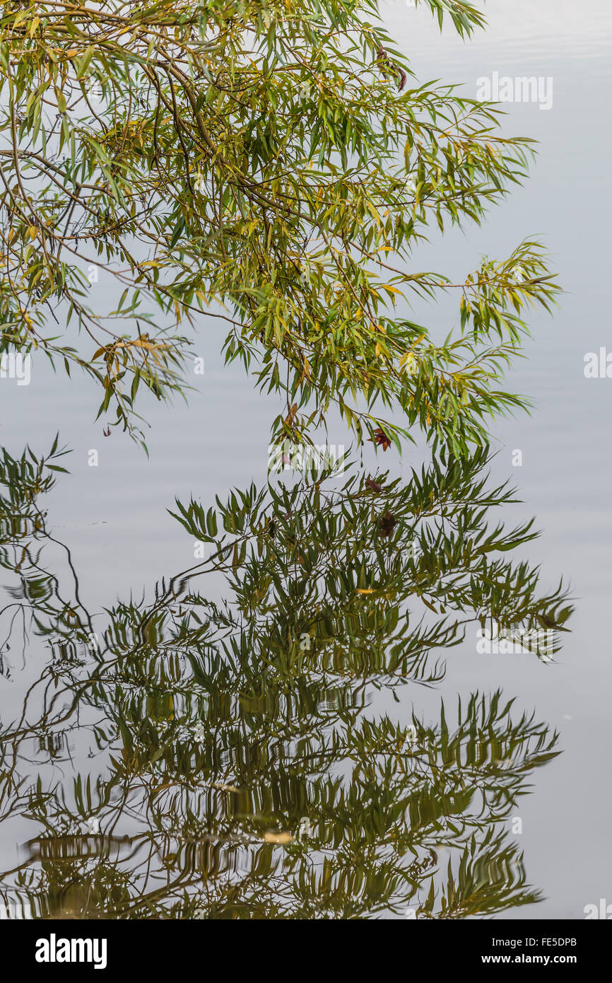 Willow leaves with hi-res stock photography and images - Alamy