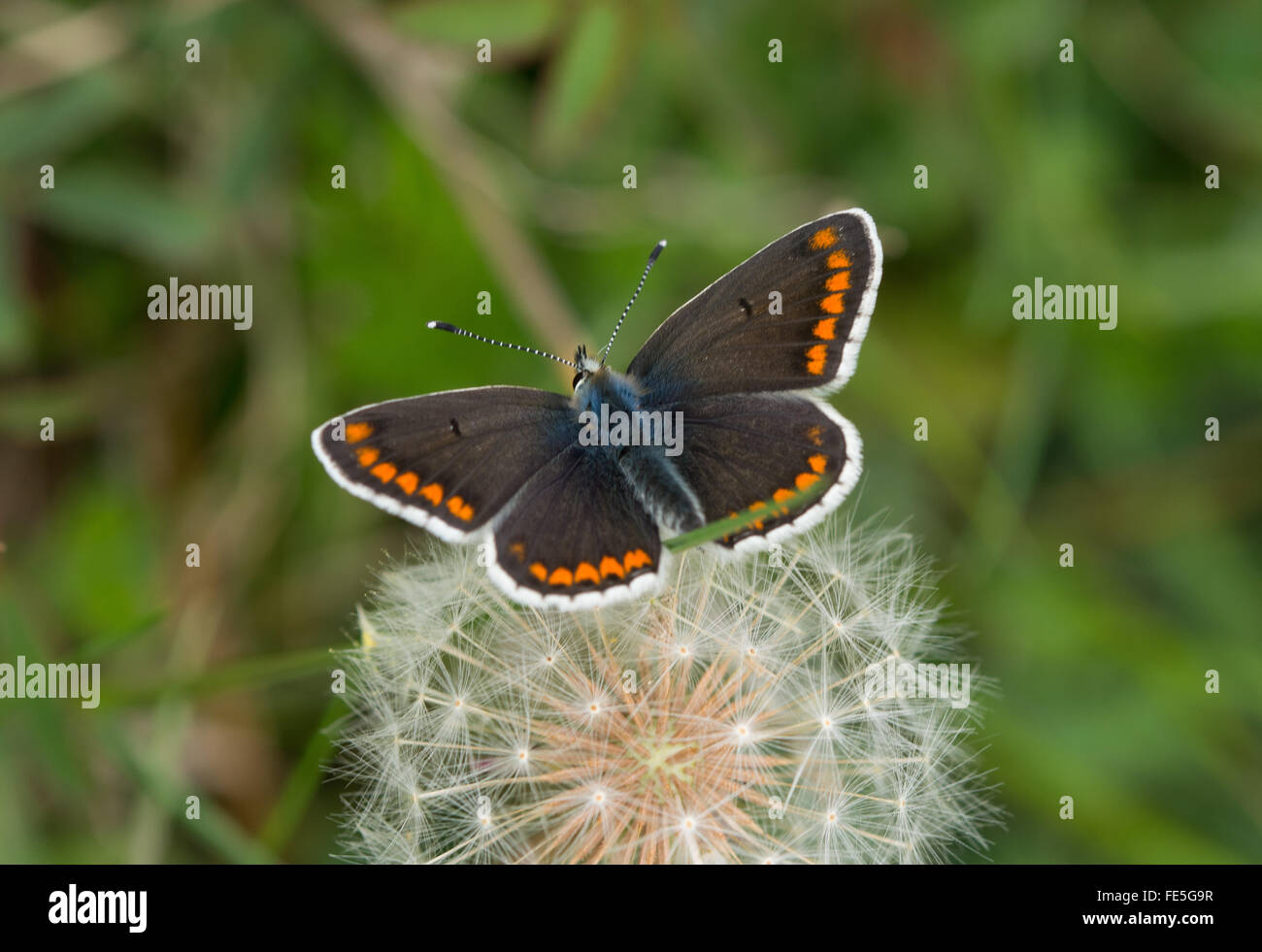 Brown argus (Aricia agestis) butterfly Stock Photo