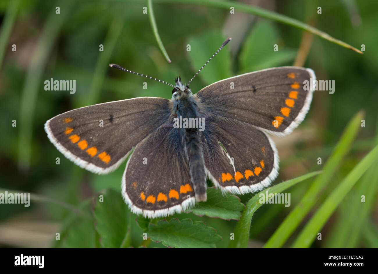 Brown argus (Aricia agestis) butterfly Stock Photo