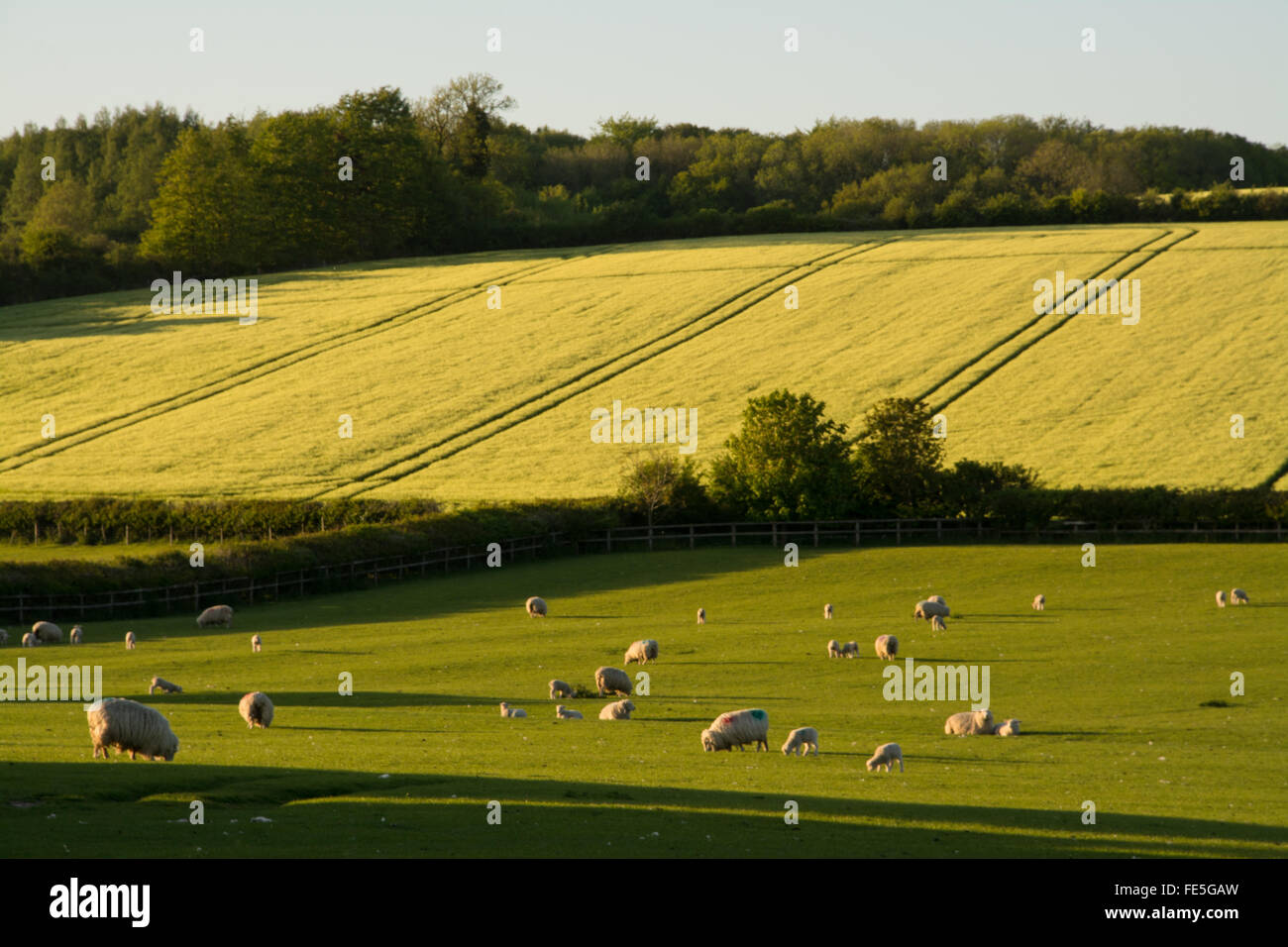 Sheep with lambs in fields in evening sunshine. Countryside landscape at Lower Froyle, Hampshire, UK. Stock Photo