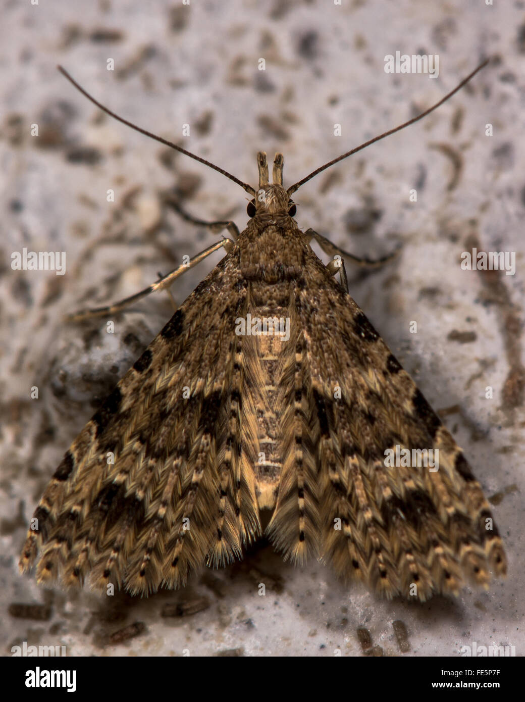 Twenty-plume moth (Alucita hexadactyla). Micro moth in the family Alucitidae at rest Stock Photo