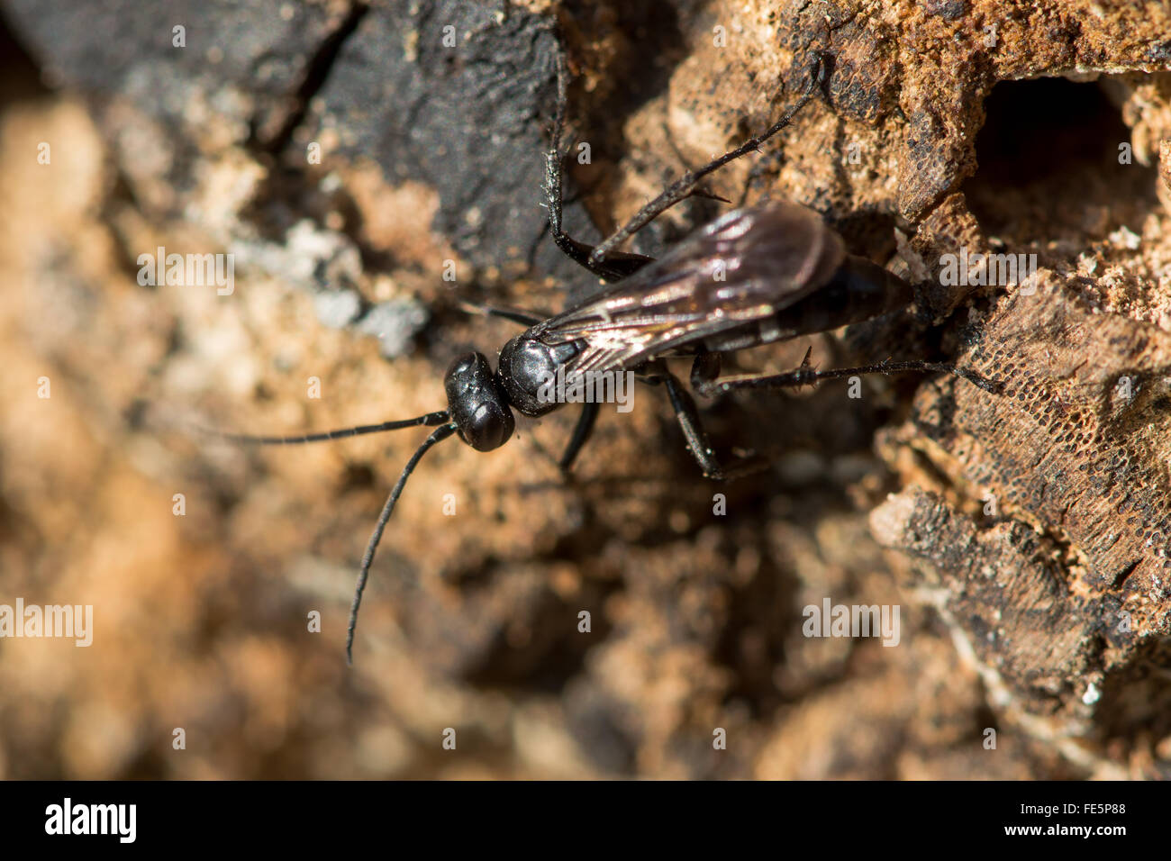 Anoplius nigerrimus spider-hunting wasp hunting. A black predatory wasp hunting amongst wood Stock Photo