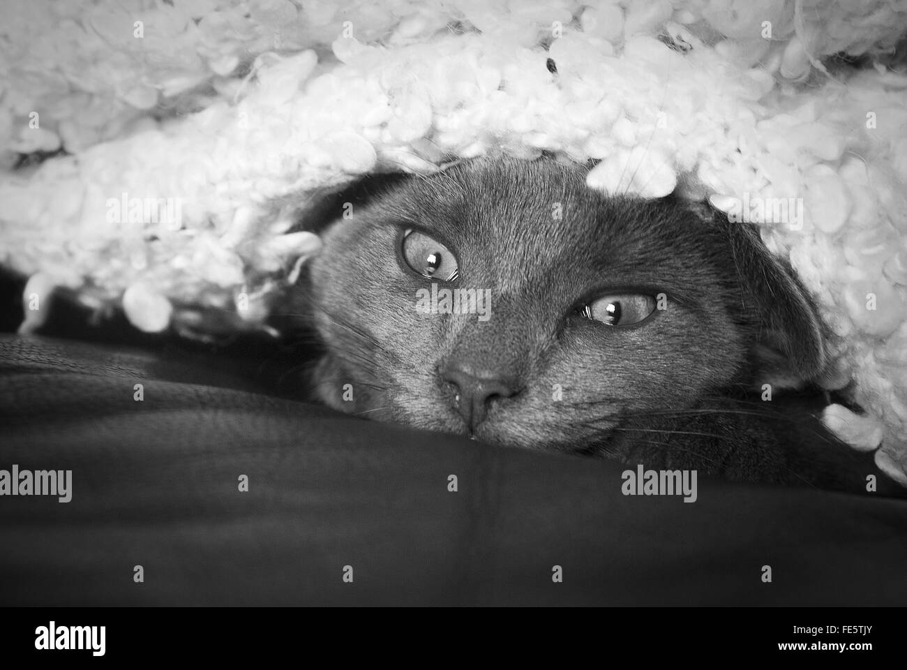 Portrait Of Black Cat Under Rug On Bed Stock Photo 94786131 Alamy