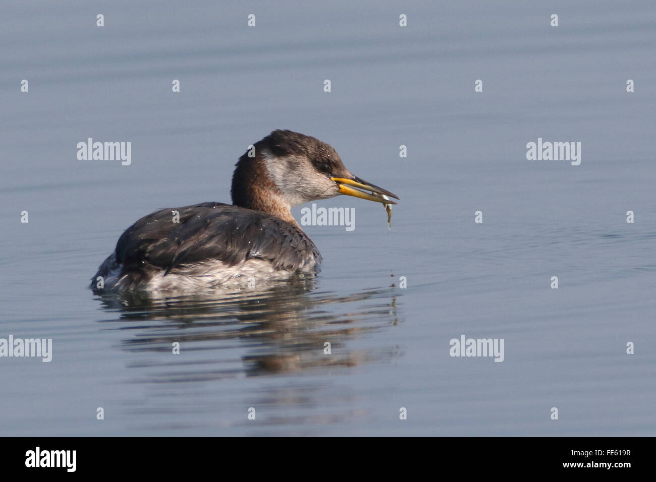 Red necked Grebe, Stock Photo