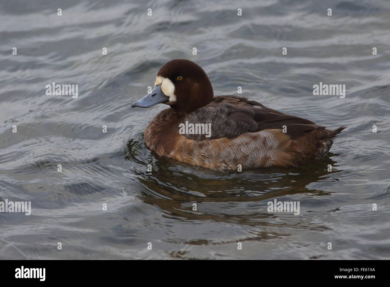 Greater Scaup Stock Photo