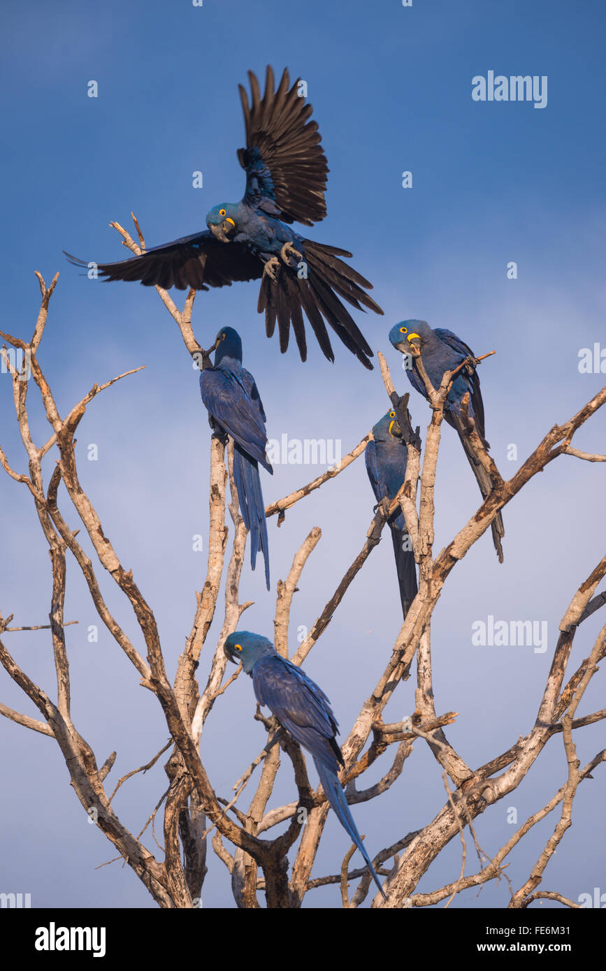 A group of Hyacinth Macaws on a dead tree in South Pantanal Stock Photo