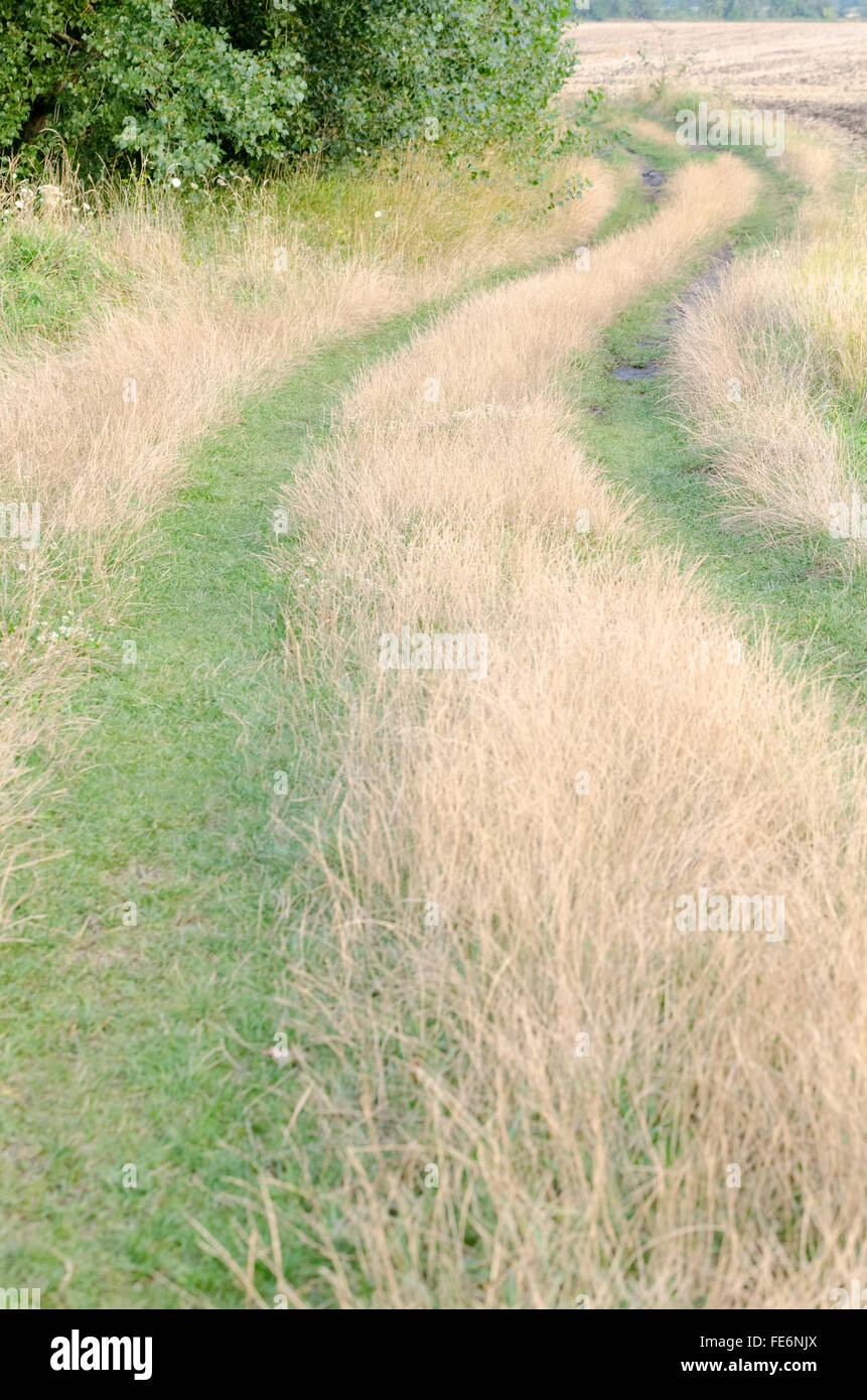 Winding Dirt Road Covered with Dry and Green Grass after Rain in the
