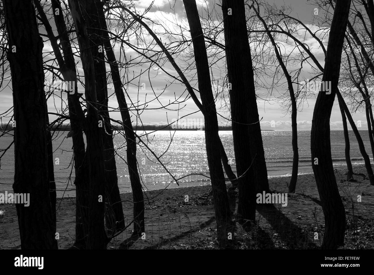 Trees and water reflections on the Lake Ontario Stock Photo