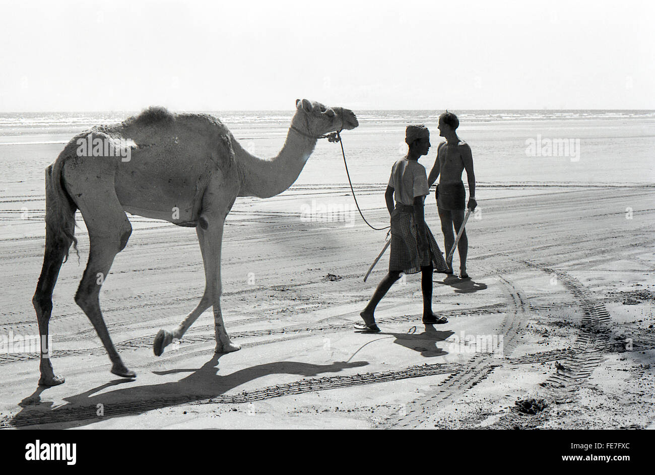 Camel driver Aden coast and beaches 1967 withdrawal Stock Photo