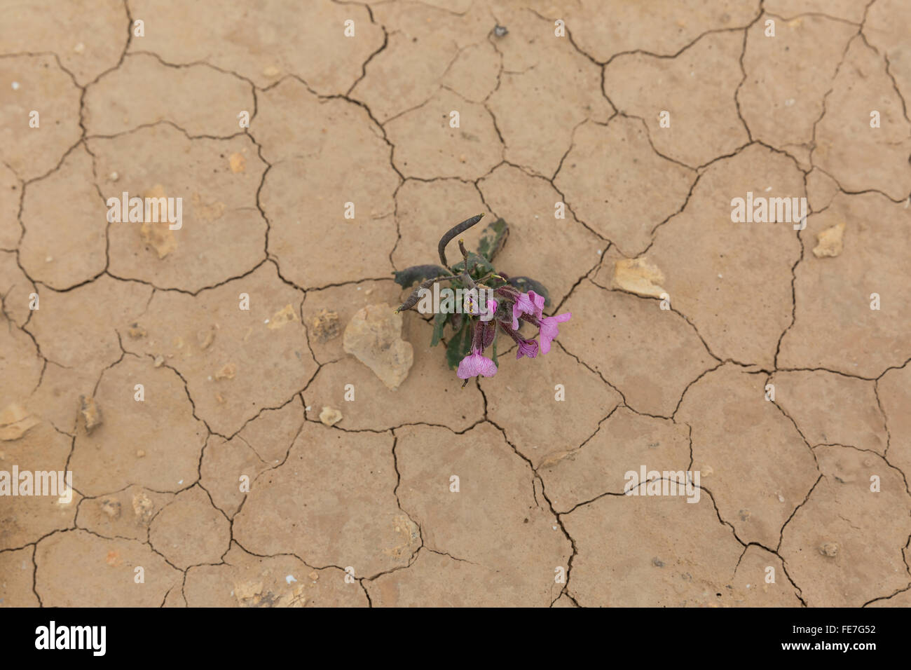 purple flower in the desert in Israel Stock Photo