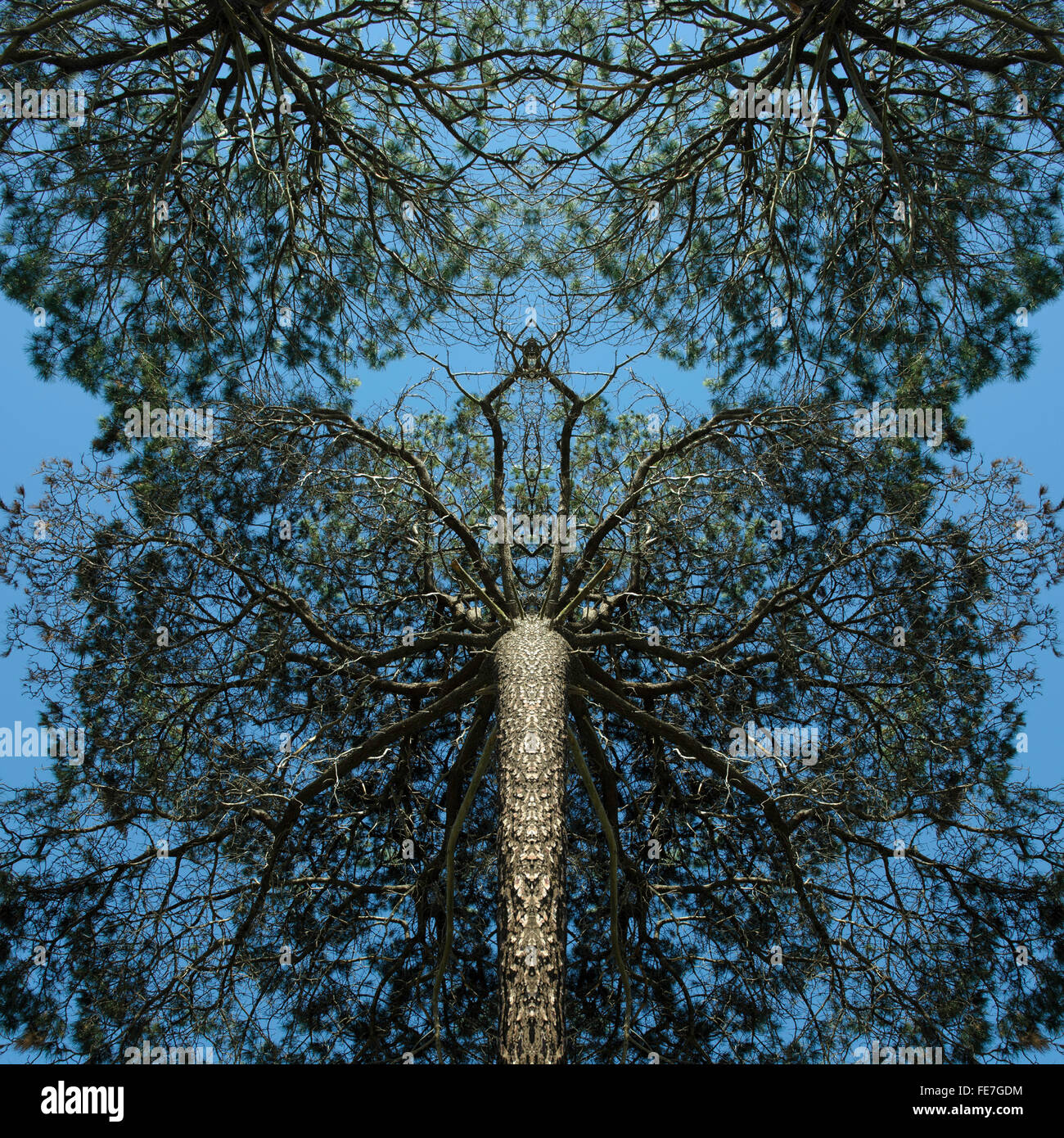 Horizontally split and mirrored view of pine trees Stock Photo Alamy