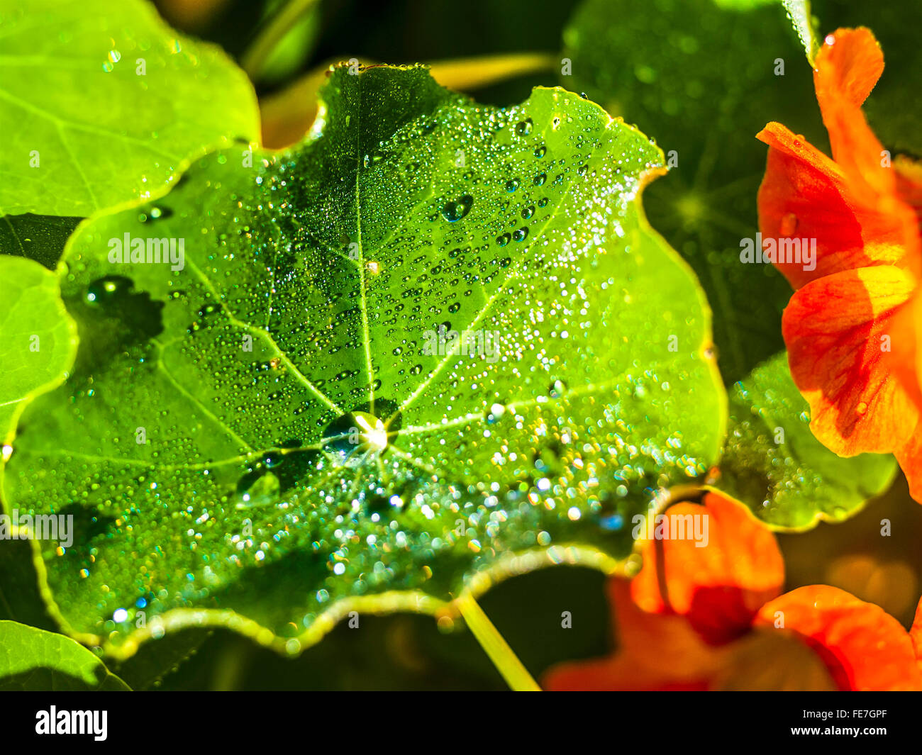 Garden Nasturtium / “Tropaeolum magus” leaves covered with raindrops - France. Stock Photo