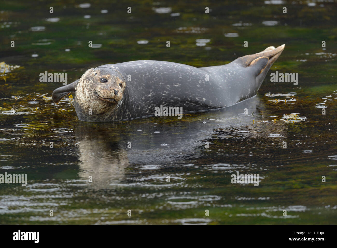 Common or harbour seal (Phoca vitulina) resting on stone in water, Arnarstapi, West Iceland, Iceland Stock Photo